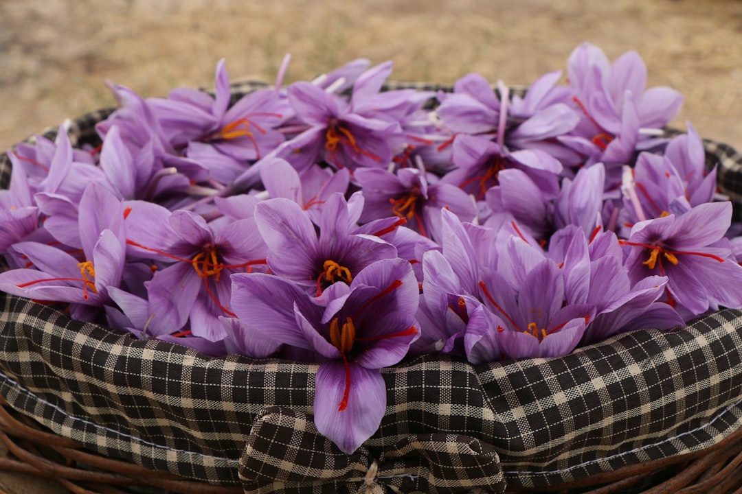 Harvested saffron flowers