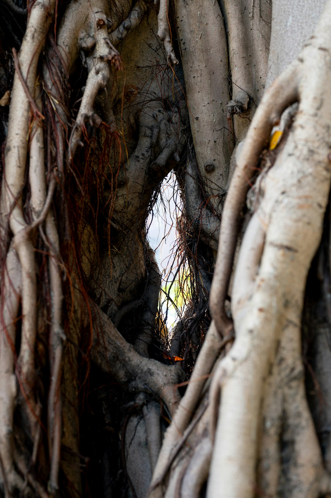 Body, mind and passion in balance